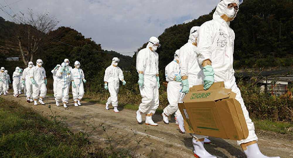 Kuş gribi salgını dalga dalga yayılıyor!