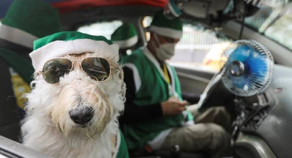 Noel baba kılığında taksici sahibine co-pilot’luk yapan köpek, yeni yıl neşesi yayıyor (1)