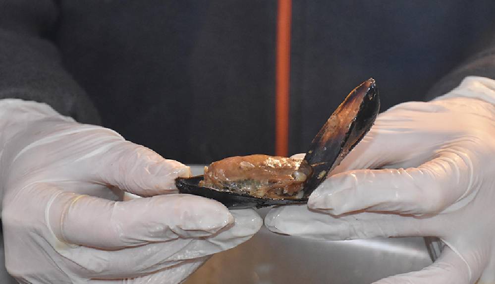 Vedat Milor_ Bir doktor, _midye yiyeceğinize pil kemirin_ demişti