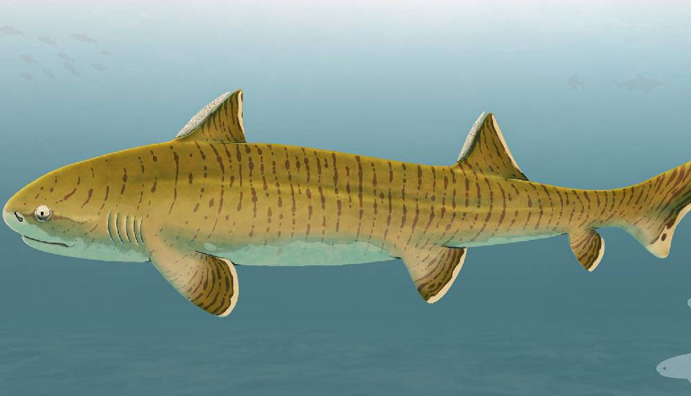 Almanya'da 150 milyon yıllık köpek balığı fosili keşfedildi