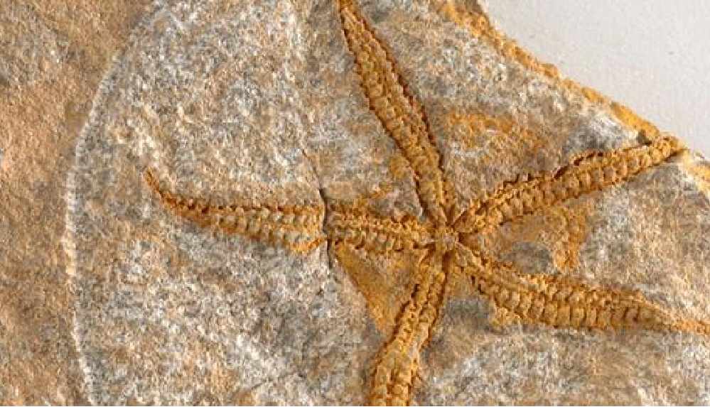 Fas'ta 480 milyon yıllık denizyıldızı fosili keşfedildi