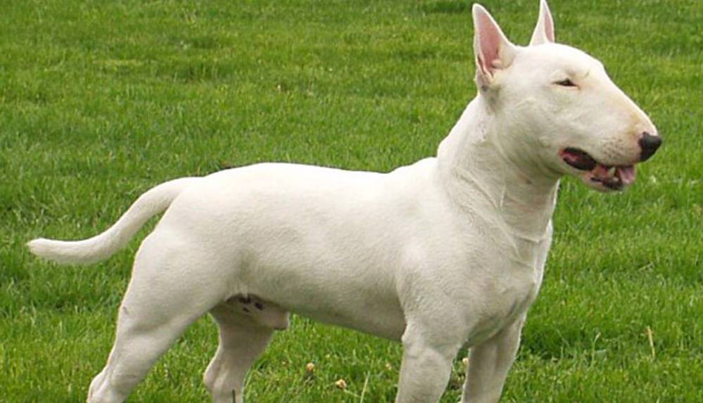 İskoçya’da akıl almaz bir olay yaşandı, tacize uğrayan kadını köpek kurtardı