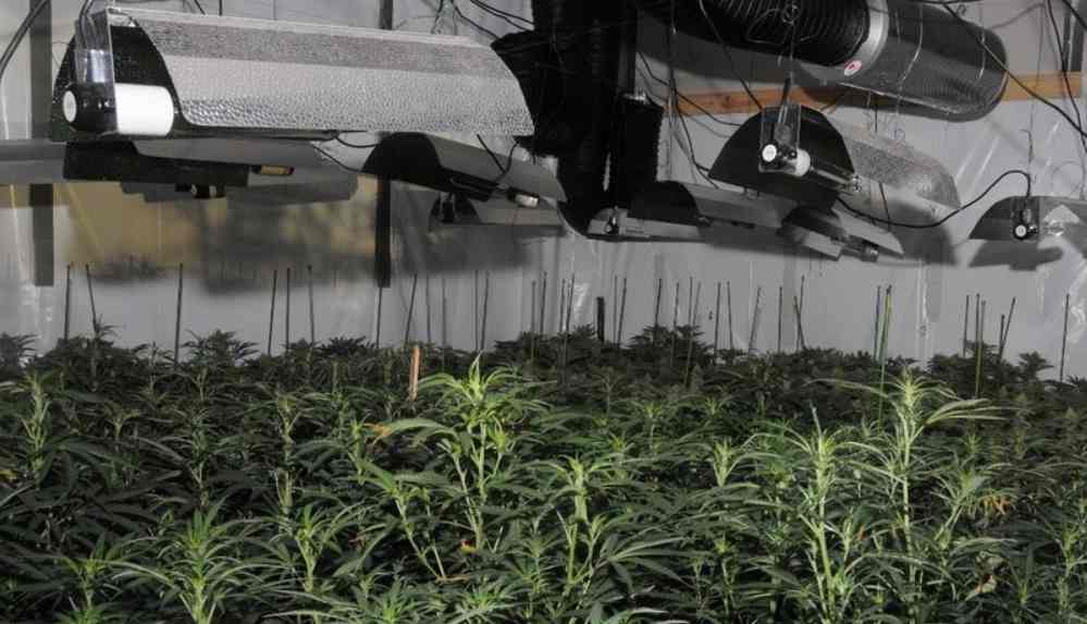 Londra’nın merkezindeki finans bölgesinde _Kenevir Fabrikası_ kurmuşlar!