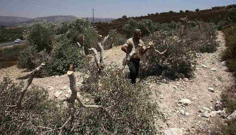 Yahudi yerleşimciler Filistinlilere ait 100 zeytin fidanını söktü