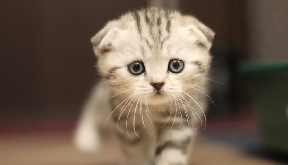 Yeni araştırmaya göre yumuk yüzlü cins kediler duygularını ifade edemiyor