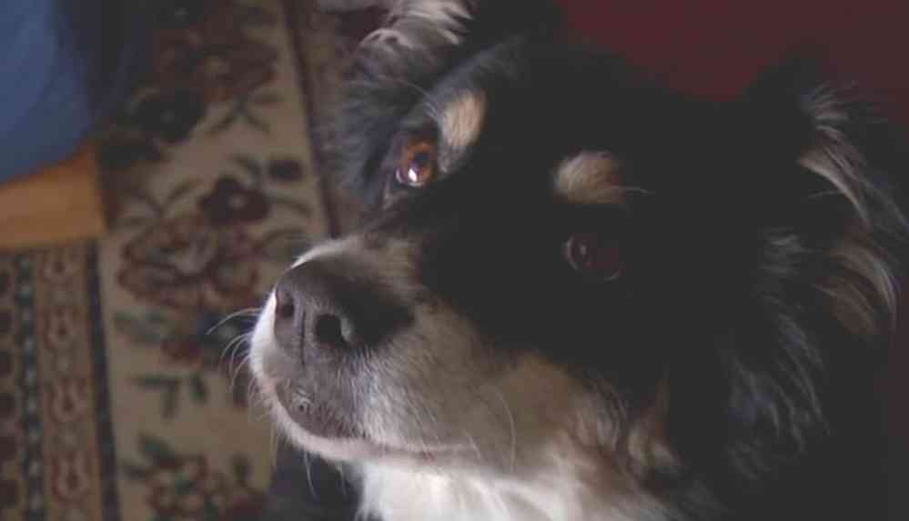 ABD'de bir köpeğe sahibinden 5 milyon dolar miras kaldı