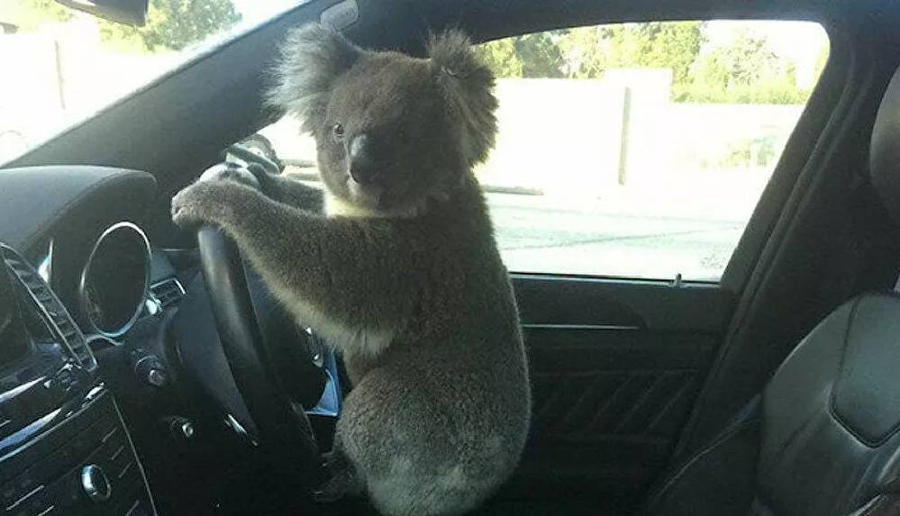 Koala önce zincirleme kazaya neden oldu, sonra direksiyonda poz verdi