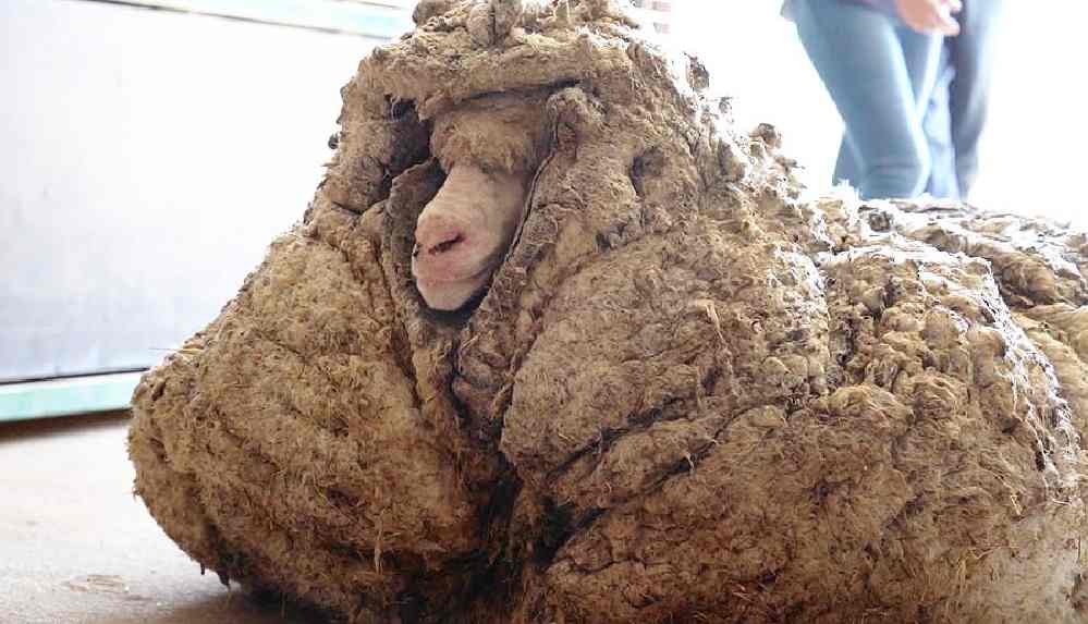 Koyun Baraack'tan 35 kilogramdan fazla yün kırpıldı