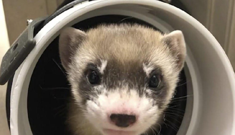 Nesli tükenmekte olan 'kara ayaklı gelincik' başarıyla klonlandı