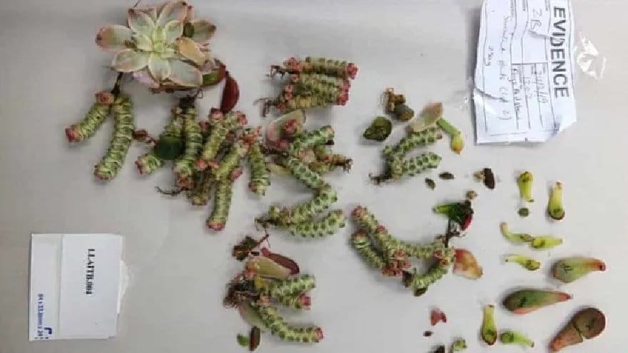 Yeni Zelanda'ya külotlu çoraplarında 1000 kaktüs sokmaya çalışan kadına ceza (1)