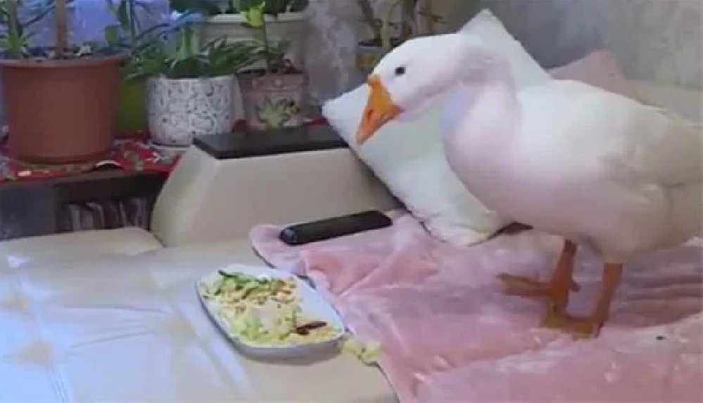 Apartman dairesinde baktığı kaz TikTok yıldızı oldu