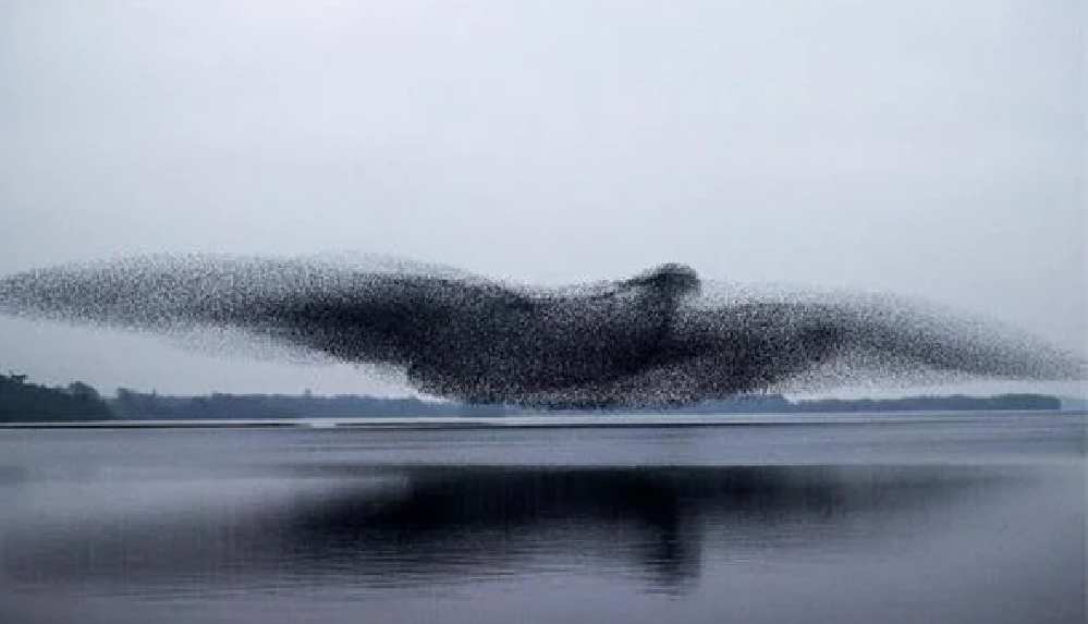 Fotoğraf sanatçısı Crombie'den sığırcık kuşlarının gökyüzündeki toplu şöleni