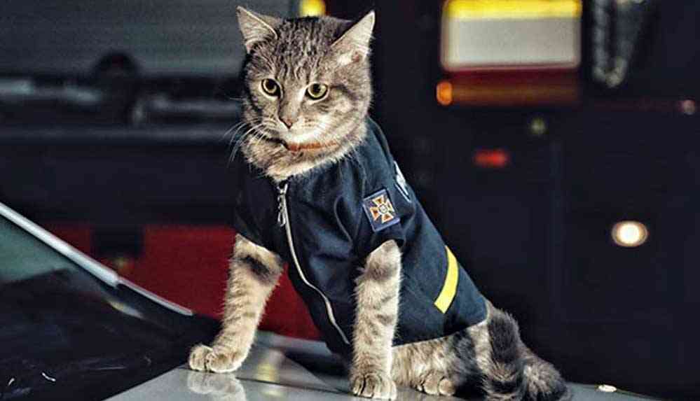 Ukrayna’da donmaktan kurtarılan kedi ‘Chivas’, itfaiye ekibine katıldı