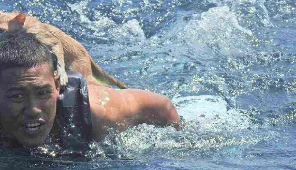 Yangın çıkan gemide unutulan dört kediyi donanma kurtardı