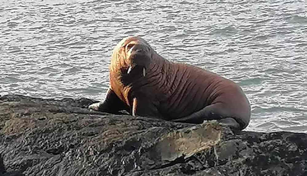 riyen Buzdağı Üzerinde Uyuyakalan Kutup Hayvanı, Kendini İrlanda'da Buldu
