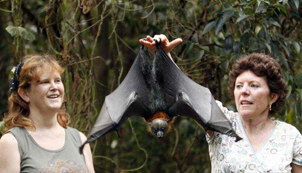 ‘Mega yarasalar’, Avustralya’da hayatı zorlaştırıyor