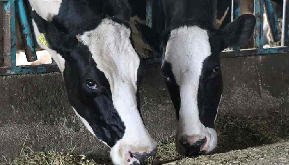 “5-10 yıl içinde marketler laboratuvar etleriyle dolacak”