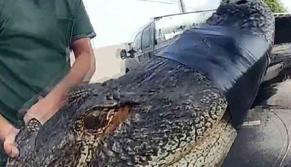 ABD’de bir apartmanın otoparkında 3 metrelik timsah yakalandı