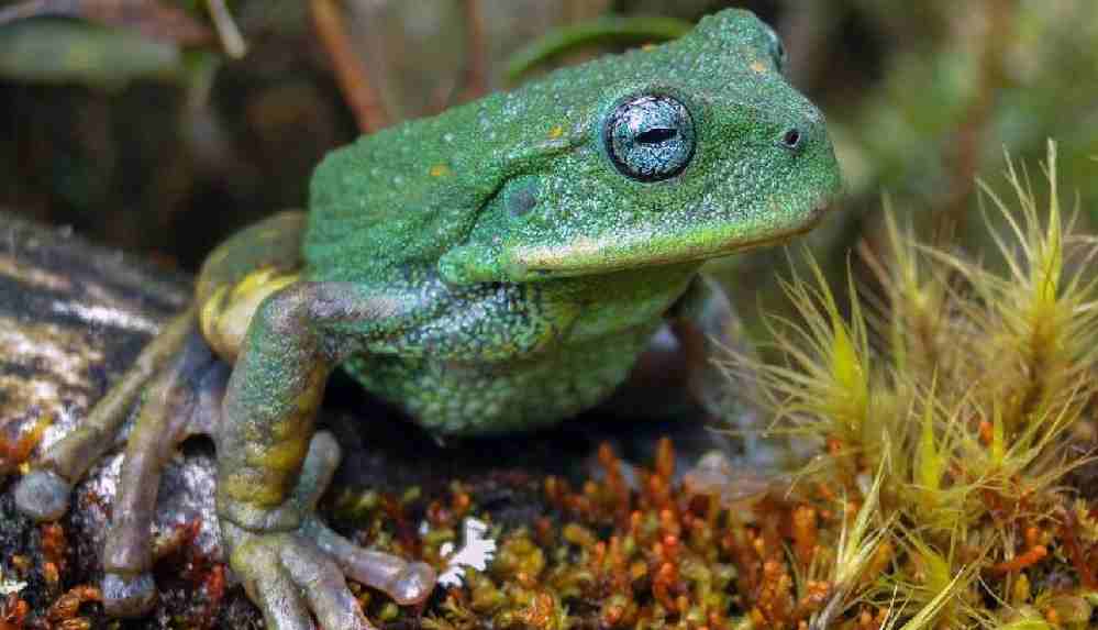 Amazon'da yeni kurbağa türü keşfedildi