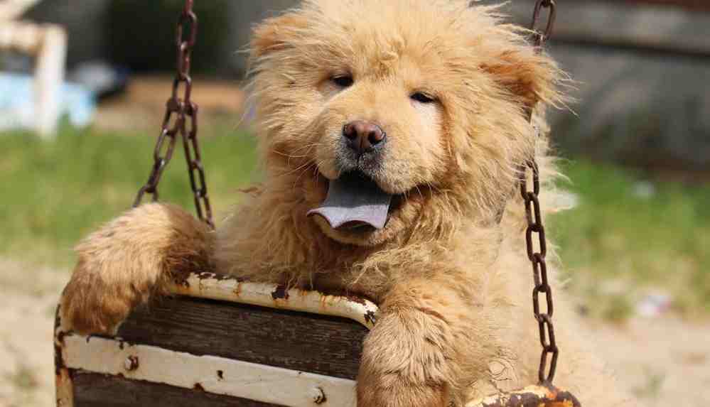 Araştırmacılardan yeni formül_ Köpekler insan yılıyla gerçekten kaç yaşında_