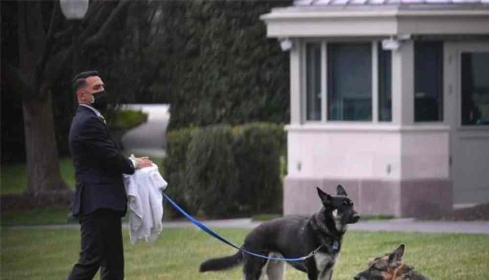Aray çalışanlarını ısıran Biden'in köpeği şimdi de Beyaz Saray'ın koridorlarına tuvaletini yaptı.