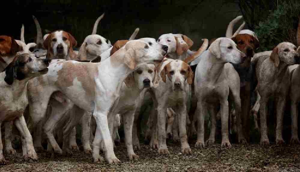 Bahçesinde 700 köpeğe bakıyor_ 'Galina’nın Sıcak Yuvası'