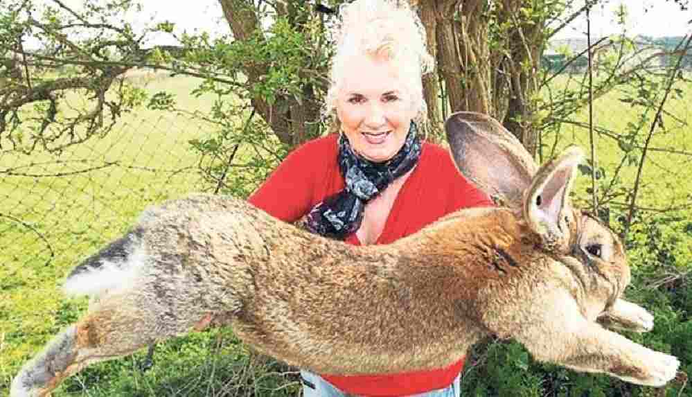 Dünyanın en büyük tavşanı çalındı
