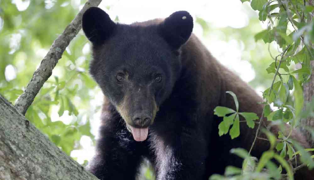 Gizemli hastalık ayıları ev köpeği gibi yaptı