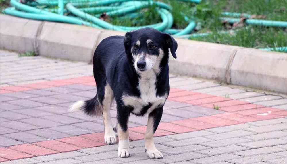 İnsanlıktan nasibini almayan adam köpeğe cinsel saldırıda bulundu; 'Sarhoştum, hatırlamıyorum' dedi