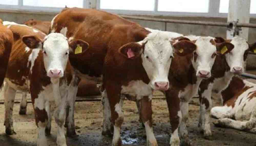 Kars’ta corona buzağıları öldürdü