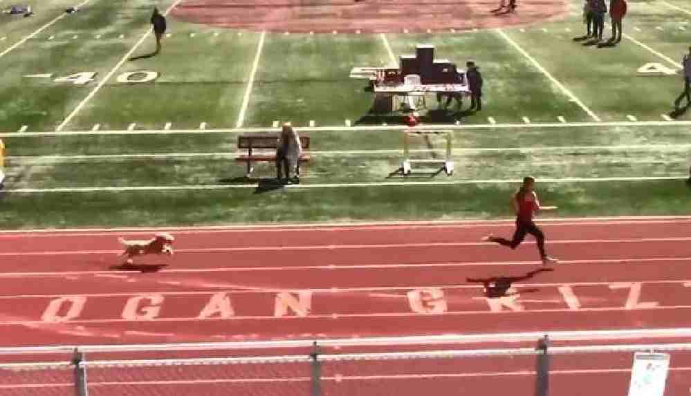 Tribünden atlayan köpek atletizm yarışmasını birincilikle bitirdi