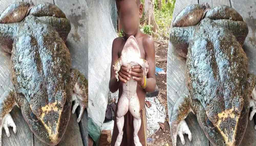 Bebek büyüklüğündeki kurbağa hayrete düşürdü