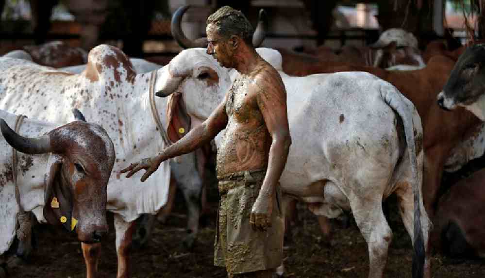 Covid-19a-karsi-inek-diskisi