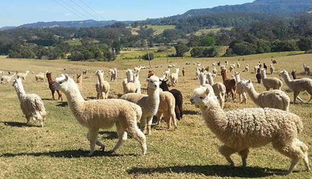 Kovid-19 destek parasıyla kendine alpaka çiftliği ve iki araba satın aldı