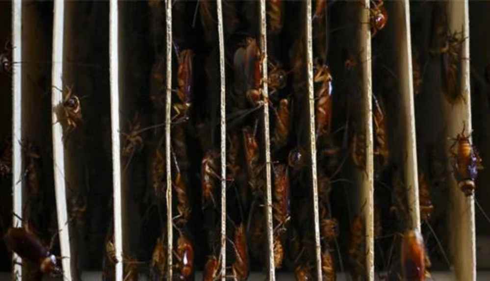 Tayvan’da bir restorana çete hesaplaşması nedeniyle hamam böcekli saldırı