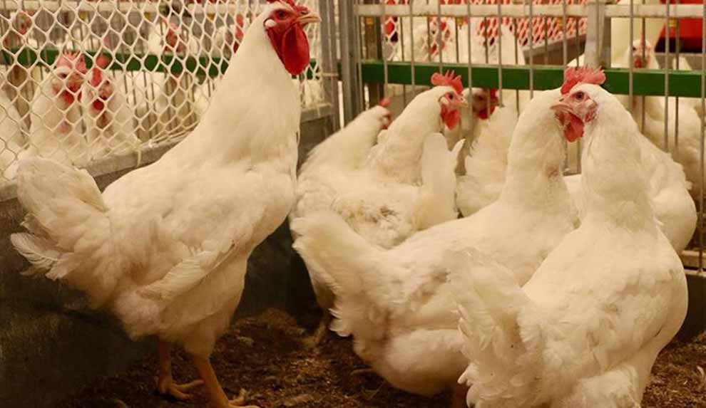 abdde-salmonella-salgini-alarm-veriyor-yetkililer-uyardi-tavuklari-opmeyin