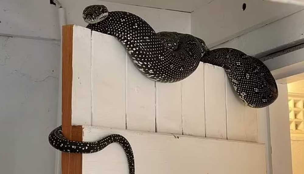 camasir-odasina-giren-adam-3-metrelik-piton-ile-karsilasti