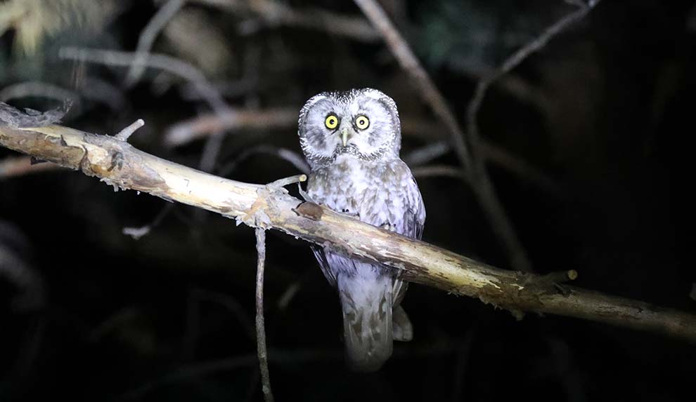 gumushanede-pacali-baykus-ekiplerce-goruntulendi