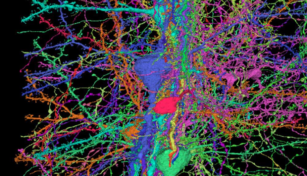 Google-ve-Harvard-Üniversitesi,-insan-beyninin-en-detaylı-haritasını-oluşturdu