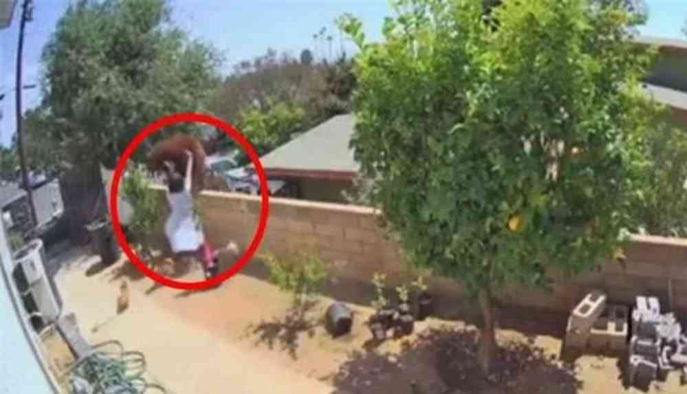 Kadının cesareti yürekleri ağza getirdi! Köpeklerini kurtarmak için ayıyı elleri ile itti