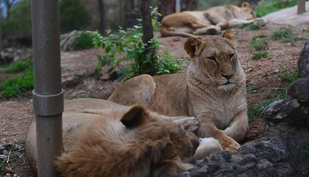 hindistanda-covid-19dan-olen-ilk-hayvan-asya-aslani-oldu