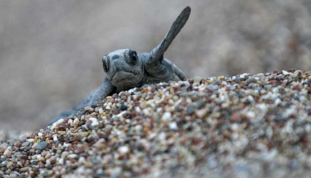 uydudan-izlenen-caretta-likya-296-gunluk-uzun-yolculugu-sonunda-tunusa-ulasti