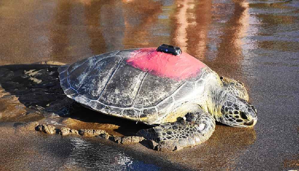 uydudan-izlenen-yesil-deniz-kaplumbagasi-talay-3-gunde-30-kilometre-yol-aldi