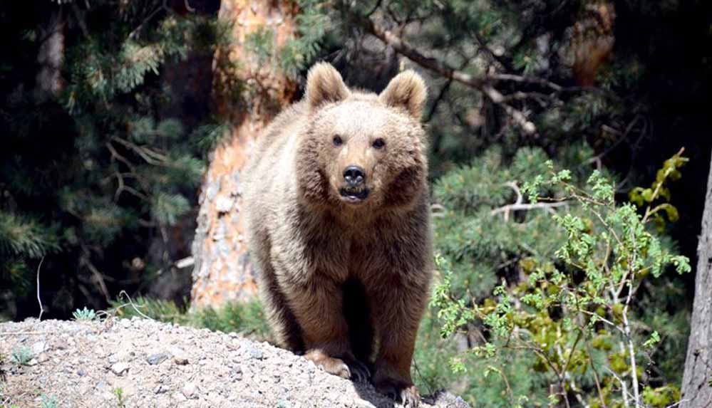 ABD'de-boz-ayıları-rahatsız-eden-kadına-suçlama