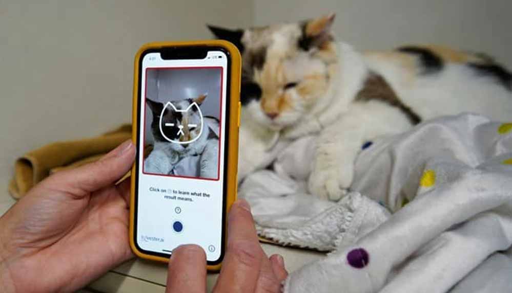 Akıllı-telefon-uygulaması-ile-kedinizin-sorunu-olup-olmadığını-öğrenin-reuters