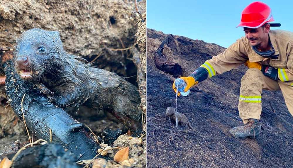 adanadaki-orman-yangininda-2-sansar-yavrusunu-orman-iscileri-kurtardi