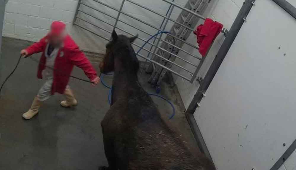 britanya-ve-irlandada-kariyeri-biten-binlerce-yaris-ati-mezbahalarda-olduruldu