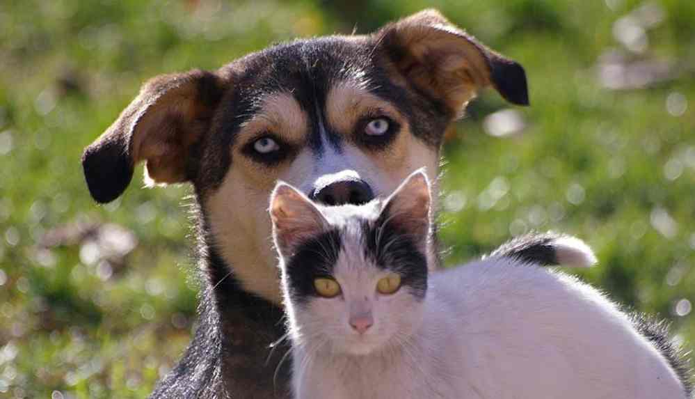 Belçika'da hayvan öldürene 10 yıla kadar hapis ve 1,6 milyon euro para cezası