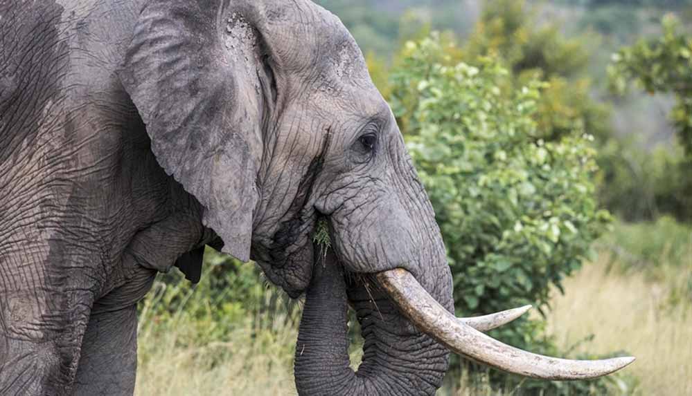 Çin'de,-vahşi-fillerin-ilerlediği-güzergahta-150-binden-fazla-kişi-tahliye-edildi