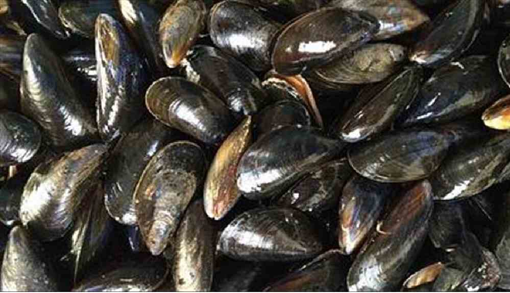 Diyanet'ten yeni fetva_ _Midye, karides, kalamar, yengeç, ıstakoz yemek hatam!_